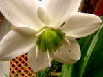 Eucharis Amazonica